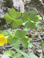 Oxalis suksdorfii