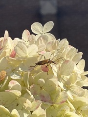 Chauliognathus pensylvanicus