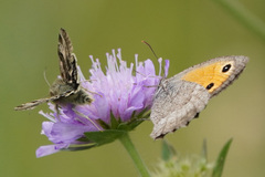 Hyponephele lycaon
