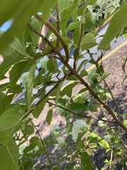 Stagmomantis carolina