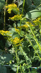 Solidago juncea
