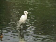 Ardea alba