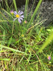 Symphyotrichum laeve