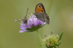 Hyponephele lycaon