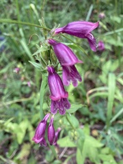 Penstemon whippleanus