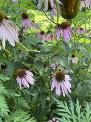 Echinacea