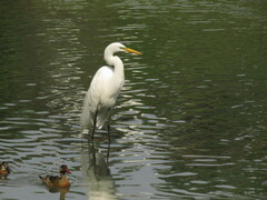 Ardea alba