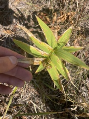 Maianthemum stellatum
