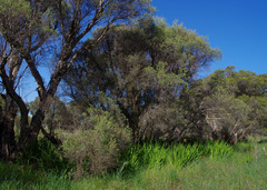 Chasmanthe floribunda