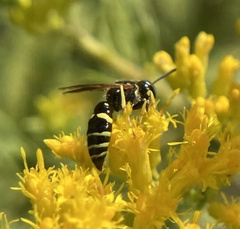Philanthus lepidus