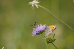 Hyponephele lycaon