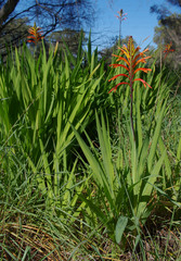 Chasmanthe floribunda