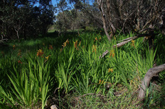 Chasmanthe floribunda