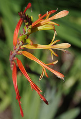 Chasmanthe floribunda