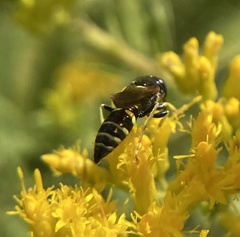Philanthus lepidus