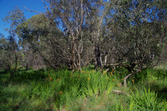 Chasmanthe floribunda