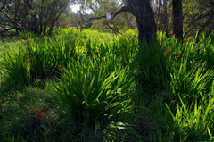 Chasmanthe floribunda