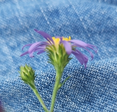 Symphyotrichum laeve