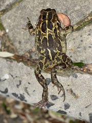 Sclerophrys pantherina
