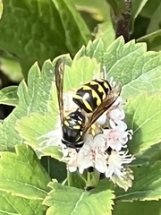 Dolichovespula arenaria