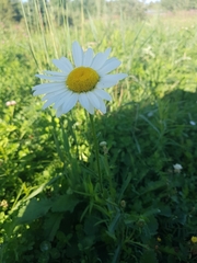 Leucanthemum