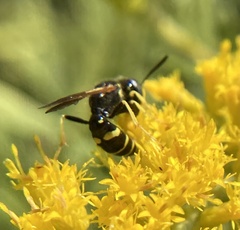 Philanthus lepidus