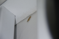 Crambus
