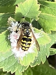 Dolichovespula arenaria