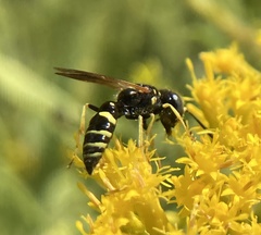 Philanthus lepidus