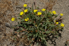 Camissoniopsis pallida