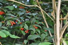 Cotoneaster bullatus
