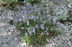 Campanulaceae