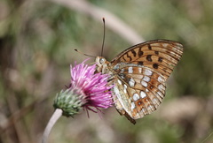 Argynnis adippe