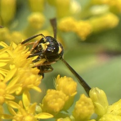 Parancistrocerus perennis