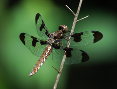 Plathemis lydia