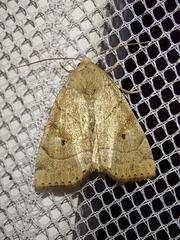 Cosmia trapezina