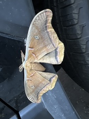 Antheraea polyphemus