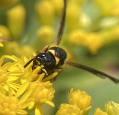 Parancistrocerus perennis