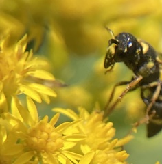 Parancistrocerus perennis