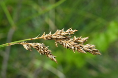 Carex paniculata
