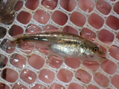 Cynoscion nebulosus