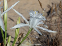Pancratium maritimum