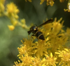 Parancistrocerus perennis