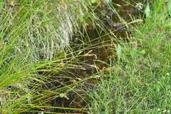 Carex paniculata