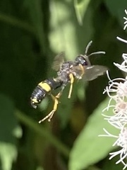Cerceris rybyensis