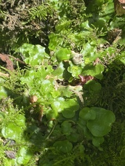 Lunularia cruciata