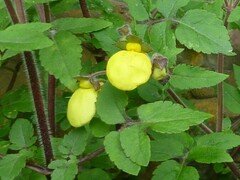 Calceolaria tripartita