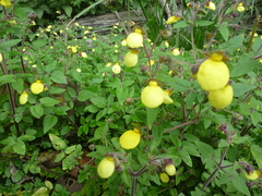 Calceolaria tripartita