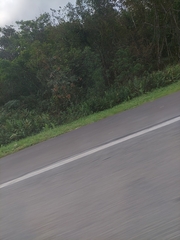 Hedychium coronarium