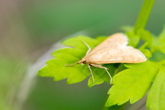 Saucrobotys futilalis
